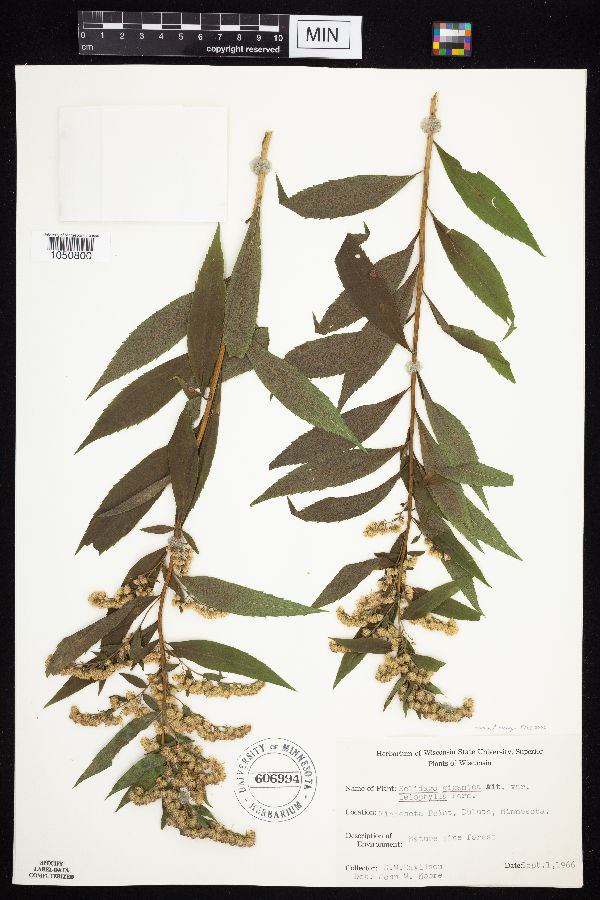 Solidago gigantea image