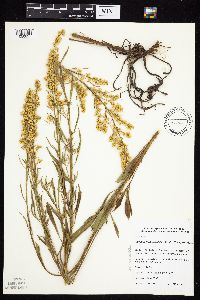 Solidago missouriensis image