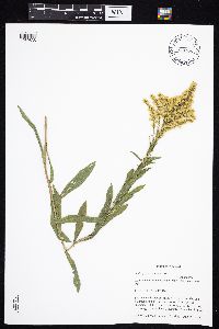 Solidago missouriensis image