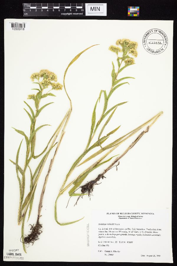 Solidago riddellii image