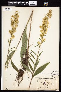 Solidago uliginosa image