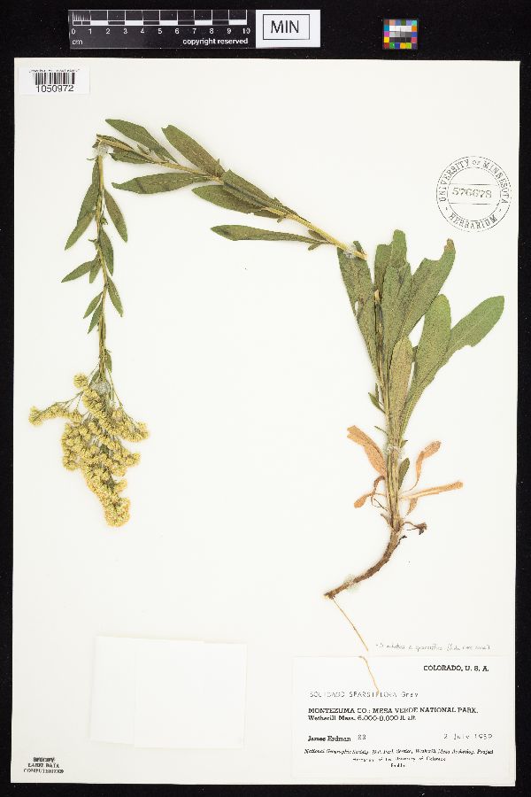 Solidago velutina image