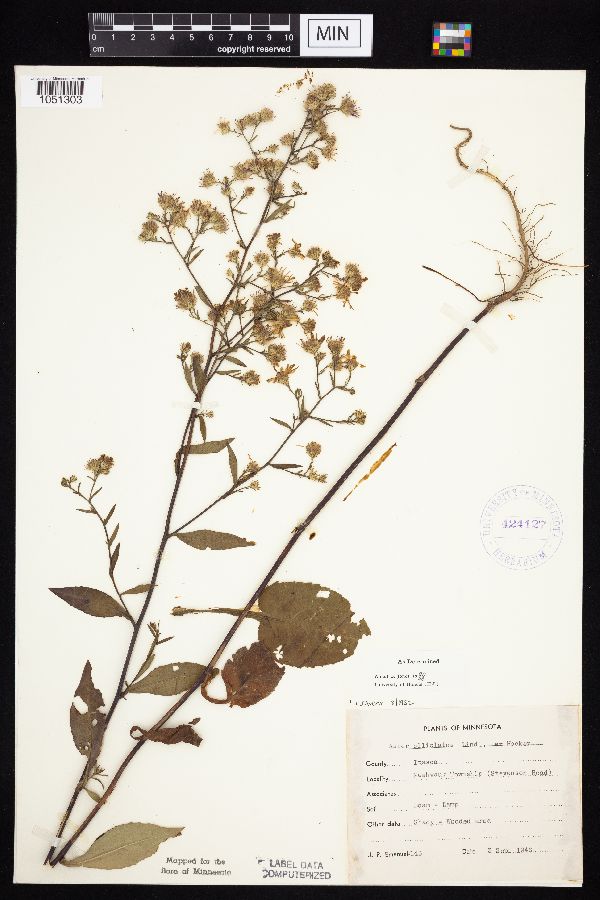 Symphyotrichum ciliolatum image