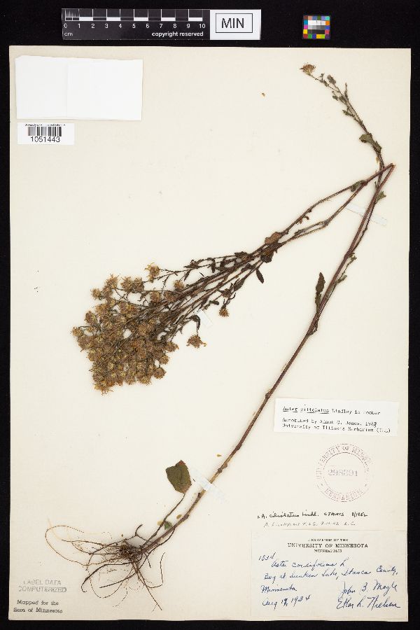 Symphyotrichum ciliolatum image