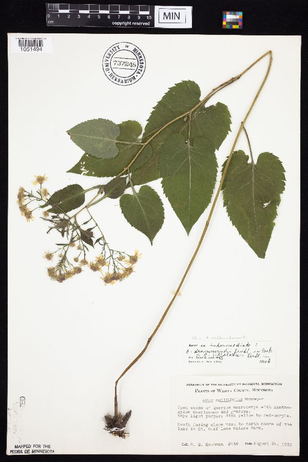 Symphyotrichum ciliolatum x drummondii image