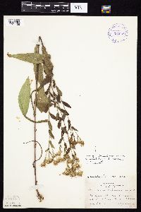 Image of Symphyotrichum ciliolatum x laeve