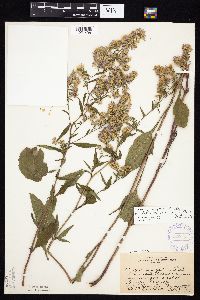 Symphyotrichum ciliolatum x urophyllum image