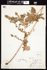 Image of Symphyotrichum cordifolium