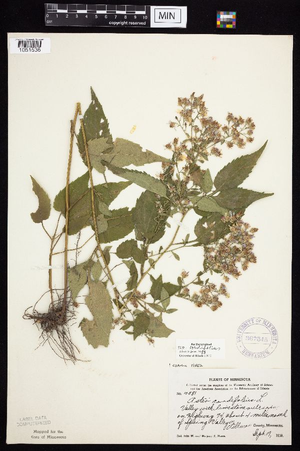 Symphyotrichum cordifolium image