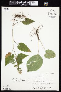 Symphyotrichum cordifolium x drummondii image