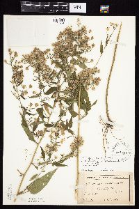 Image of Symphyotrichum cordifolium x drummondii