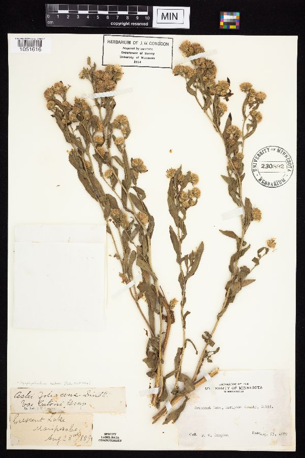 Symphyotrichum eatonii image