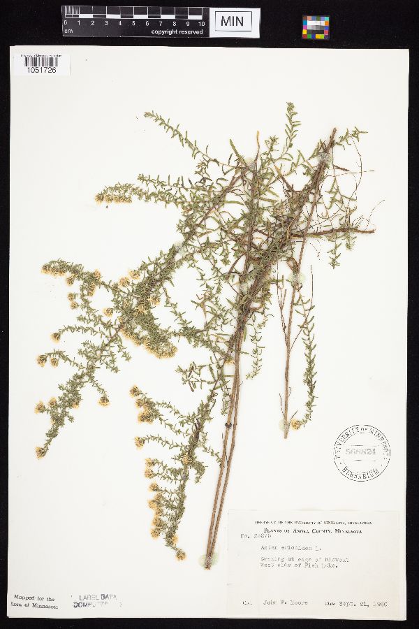 Symphyotrichum ericoides image