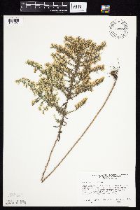 Image of Aster ericoides