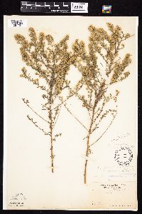 Symphyotrichum ericoides var. ericoides image