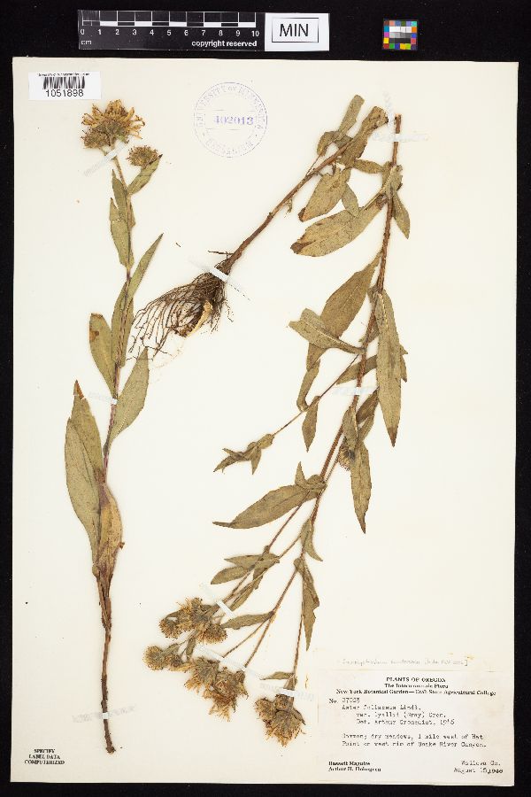 Symphyotrichum hendersonii image