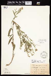 Symphyotrichum laeve var. laeve image