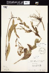 Symphyotrichum laeve image
