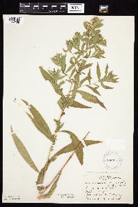 Symphyotrichum lanceolatum image