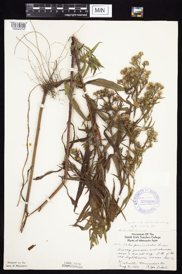 Symphyotrichum lanceolatum image