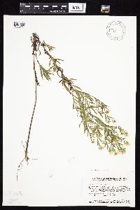 Symphyotrichum lanceolatum image