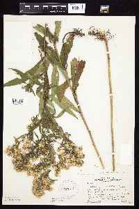 Symphyotrichum lanceolatum var. lanceolatum image