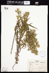 Symphyotrichum lanceolatum image