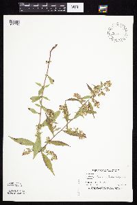 Symphyotrichum lateriflorum image