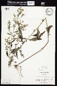 Symphyotrichum ontarionis var. ontarionis image