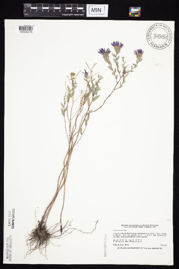 Symphyotrichum sericeum image