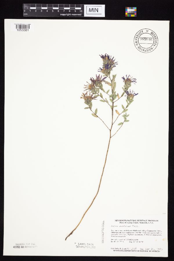 Symphyotrichum sericeum image