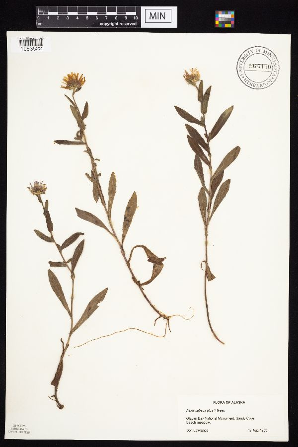 Symphyotrichum subspicatum image