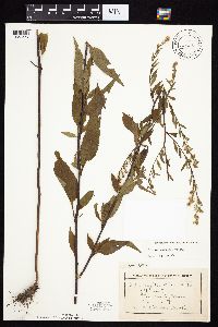 Symphyotrichum urophyllum image