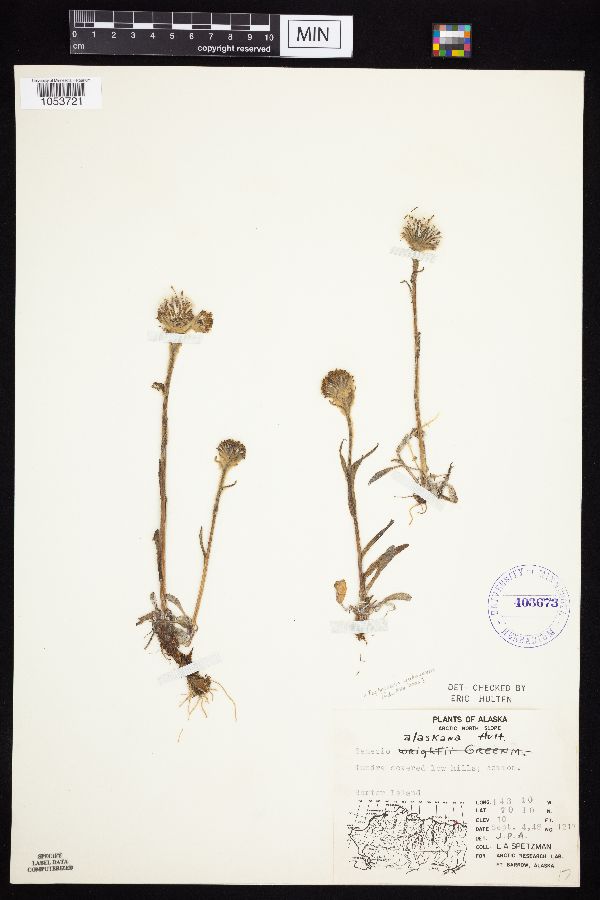 Tephroseris yukonensis image