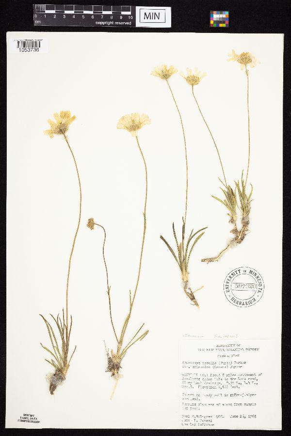 Tetraneuris acaulis var. arizonica image