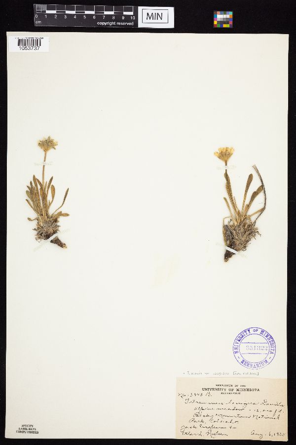 Tetraneuris acaulis var. caespitosa image