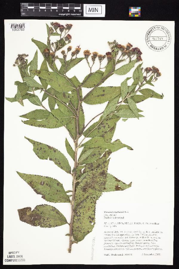 Vernonia baldwinii image