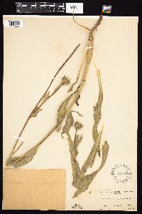 Wyethia angustifolia image
