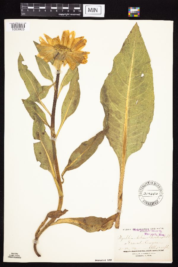 Wyethia helianthoides image