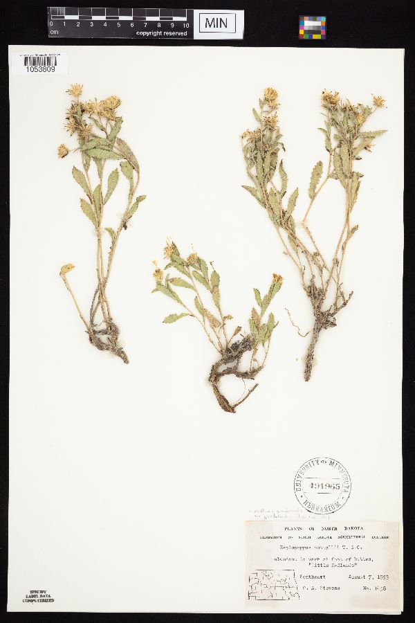 Xanthisma grindelioides var. grindelioides image