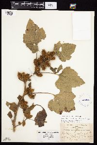 Xanthium strumarium image