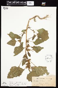 Xanthium strumarium image