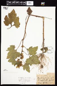 Xanthium strumarium image