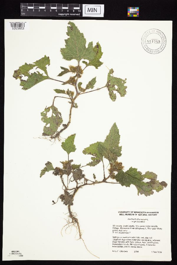 Xanthium strumarium image