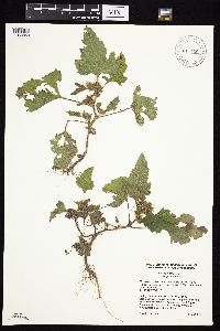 Xanthium strumarium image