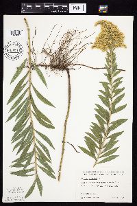 Solidago altissima image