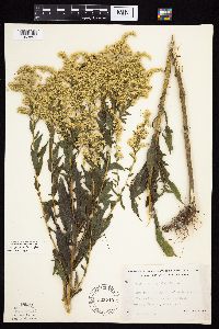 Solidago altissima image