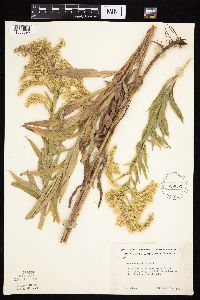 Solidago altissima image