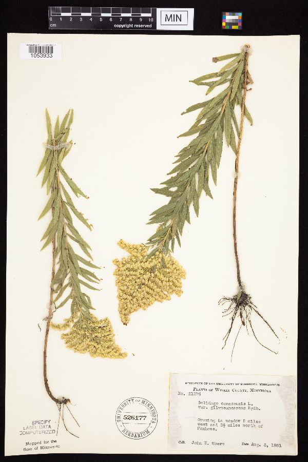 Solidago altissima gilvocanescens image