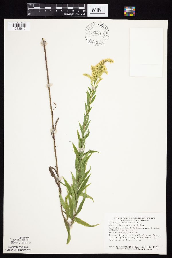 Solidago altissima subsp. gilvocanescens image